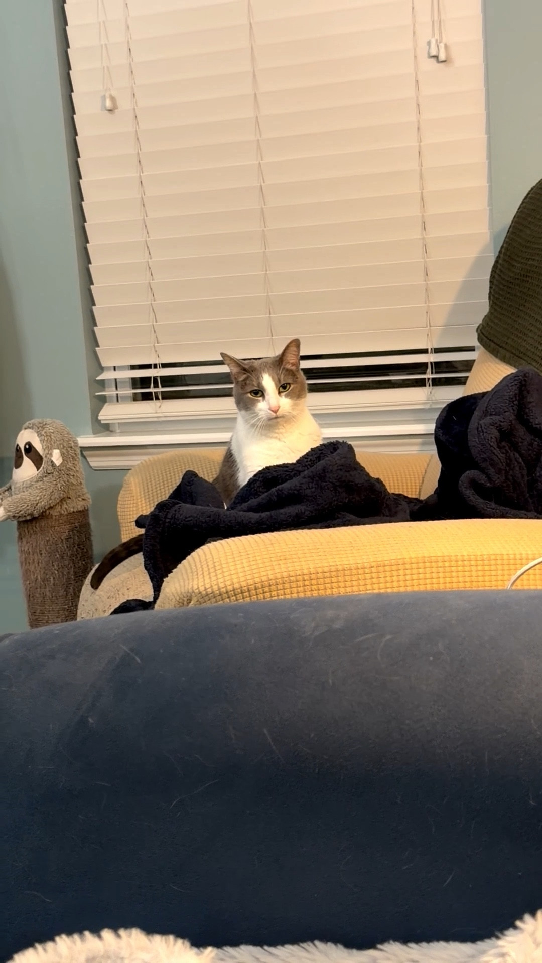 Cat approved fleece blankets for cozy moments at home 😻💚✨🐾

#LTKHome #LTKPets #LTKSeasonal