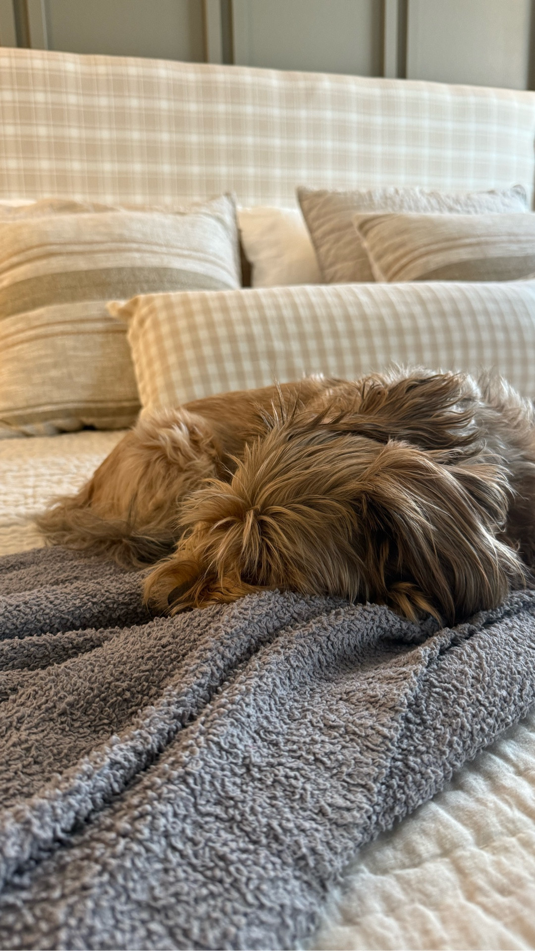 Always treat yourself to a clean bed! 

Do I put these pillows on everyday? No, but I try to 🤗 

I am a big fan of layers with different materials, solids and patterns. Since our headboard is drenched in pattern I wanted to go a little bit simplistic with the throw pillows. 

So what do you think? Skip the pillows or do you go all out? 

Also a PSA that everyone needs a Lambeau. He’s our soul dog and just the best 🥺 

#bedding #pillows #bed #primarybedroom #beddinginspo #potterybarn #target #casaluna #linen #throwpillow #barefootdreams 

#LTKmorningroutine #LTKHome #LTKdayinmylife