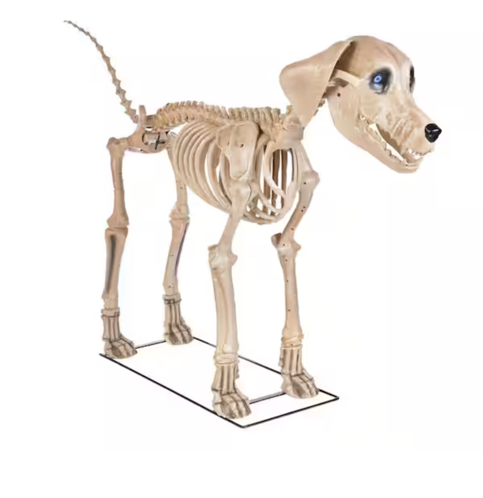 Halloween decorations
#halloween #skellydog