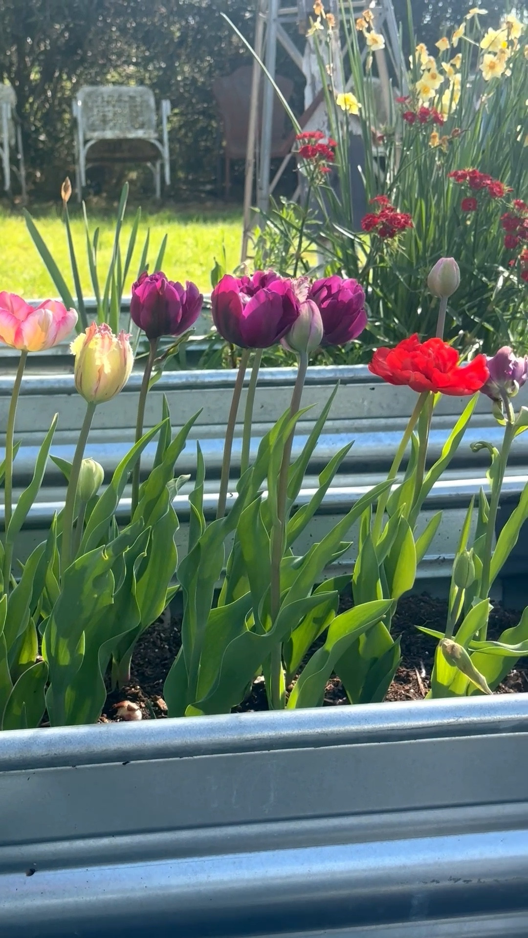 Love these metal stock tanks that we use as metal raised garden beds at our flower farm! They’re perfect for growing tulips, daffodils, dahlias and more! ❤️

#LTKSeasonal #LTKHome #LTKdayinmylife