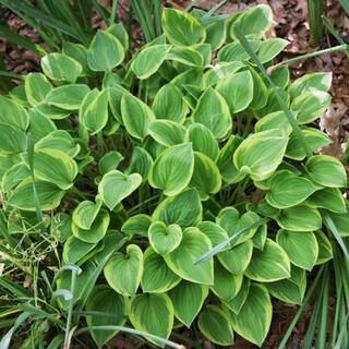 Spring Hill Nurseries Grand Tiara Hosta Live Bareroot Perennial Variegated Foliage (1-Pack)-80571... | The Home Depot