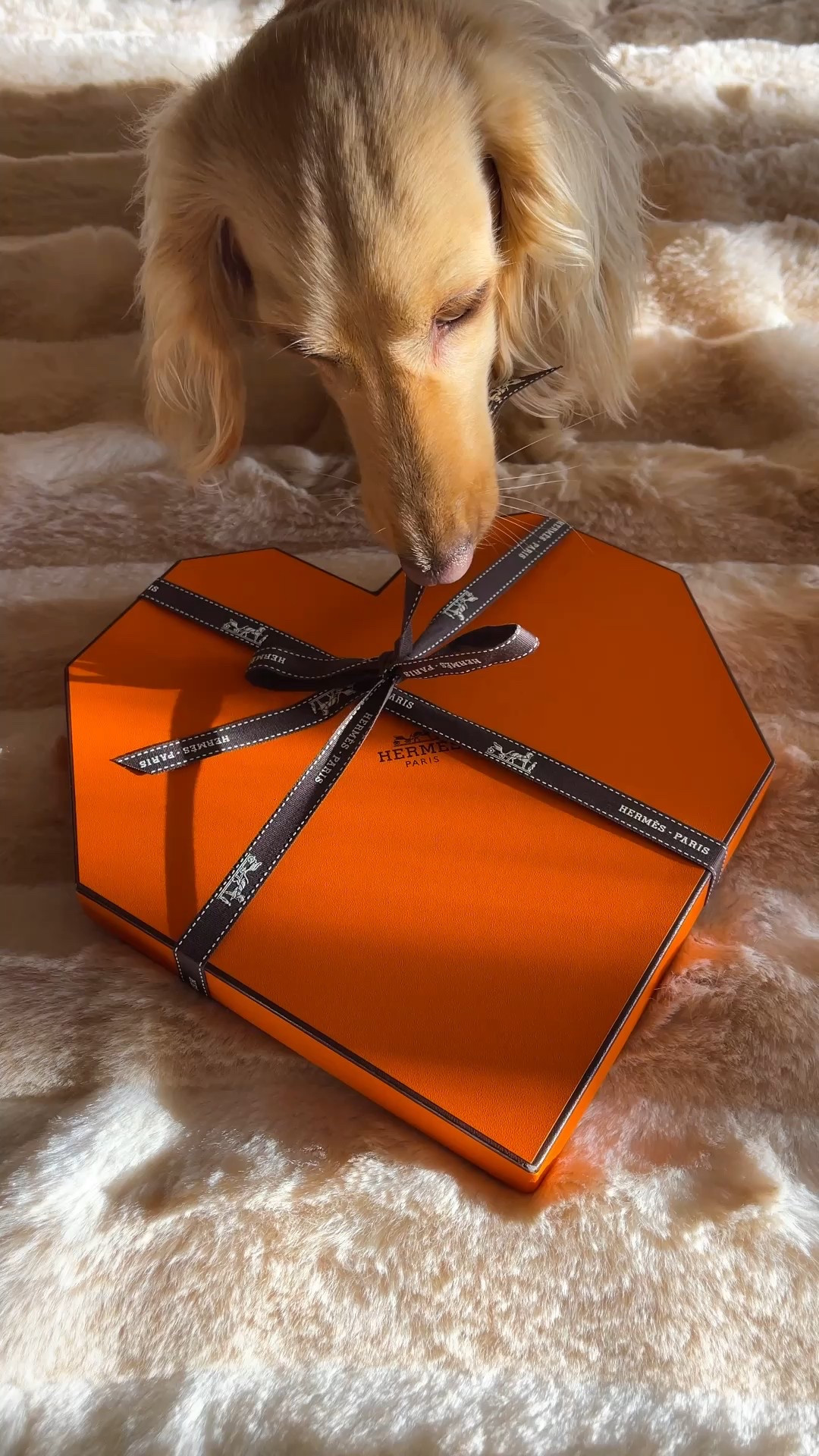 I found one of these very rare, limited-edition Hermès dachshund scarves available for an incredible price! Also linking some similar Hermès dachshund scarves below!

I’ve only ever seen these available at Sothebys and The RealReal for a lot more, so this is a great find!

.

.

.

.

(Dachshund finds, Hermes dachshund scarf, Hermes silk scarf, Hermes woof woof scarf, valentines scarf, Hermes valentines scarf, Les bassets, Les teckel, doxie scarf, wiener dog, sausage dog, luxury dachshund gifts, #dachshund #hermes #silkscarf )#LTKValentine 

#LTKvlog #LTKootd