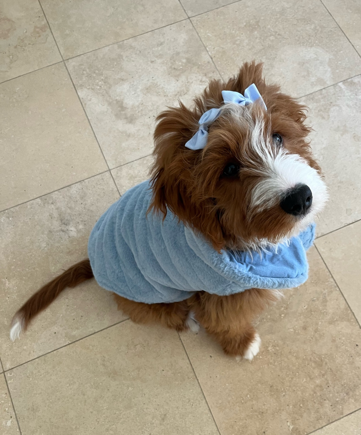 Cutest blue dog coat from Kohl’s! 

#LTKbaby #LTKMostLoved #LTKSeasonal