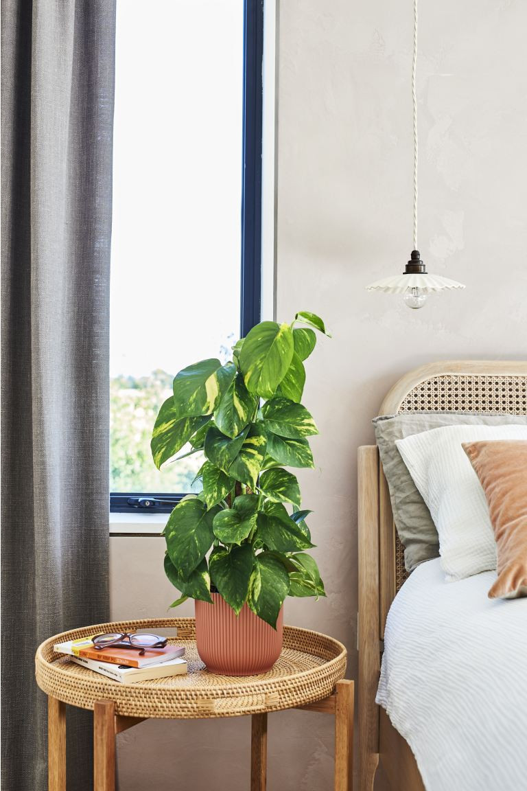 Devil's Ivy On Moss Pole | H&M (UK, MY, IN, SG, PH, TW, HK)