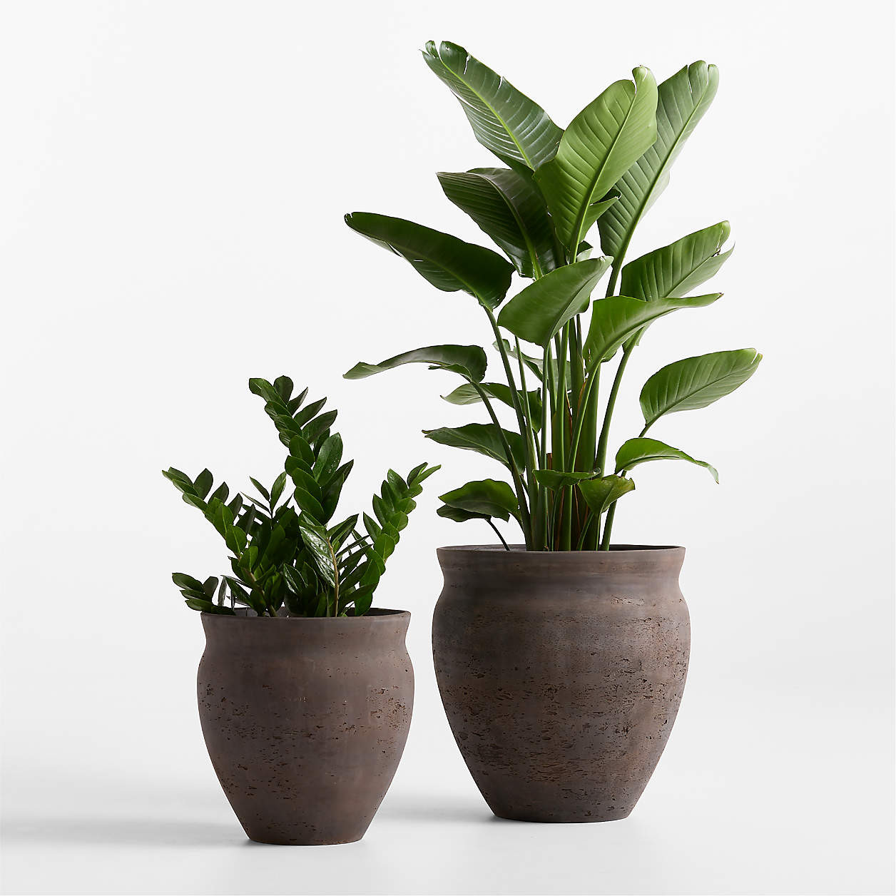 Illara 15.6" x 15.0" Bronze Indoor/Outdoor Planter + Reviews | Crate & Barrel | Crate & Barrel
