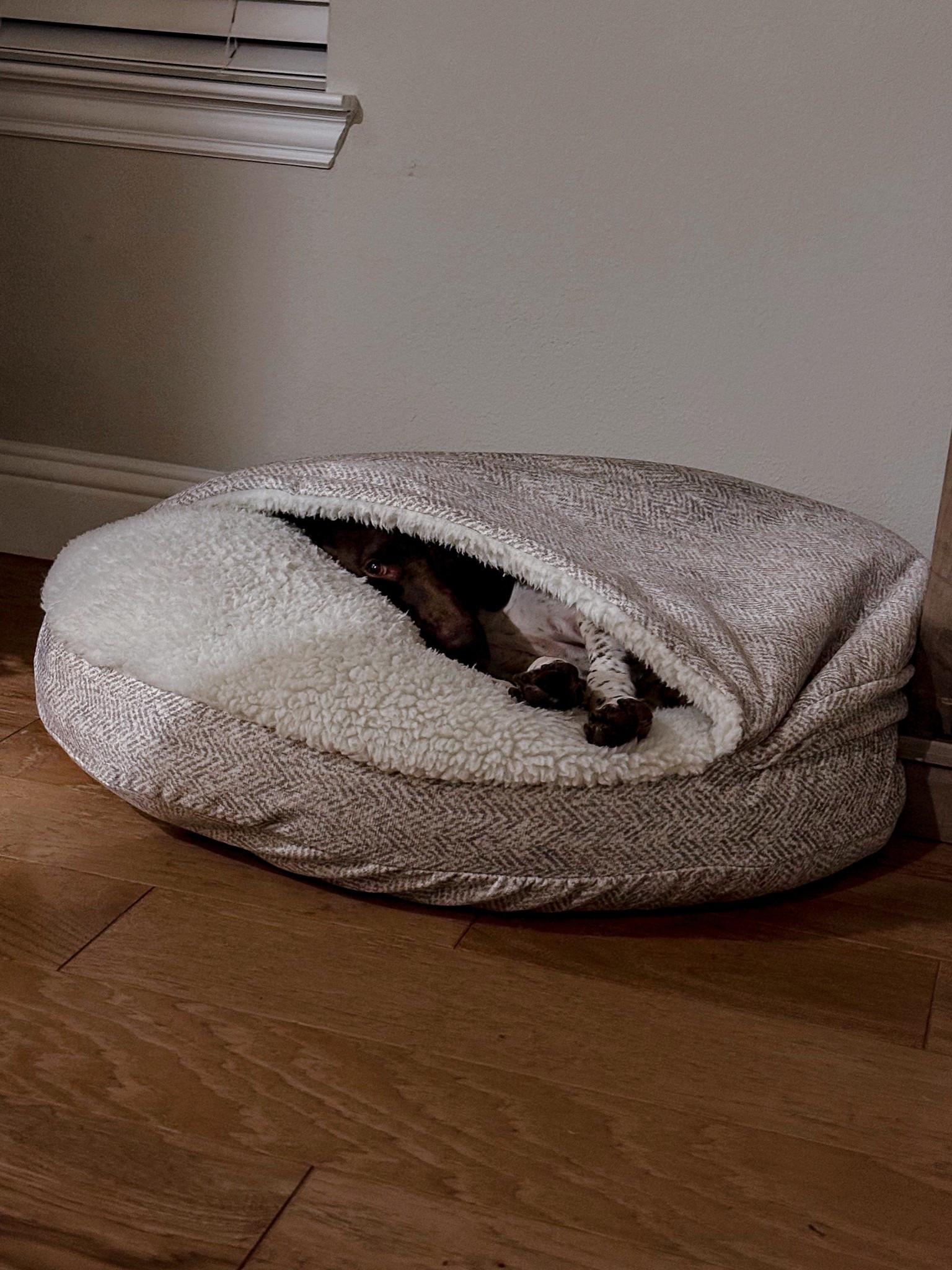 Porter loves this dog bed so much! It even keeps him off the couch 🛋️ 

#LTKHome #LTKGiftGuide #LTKPets