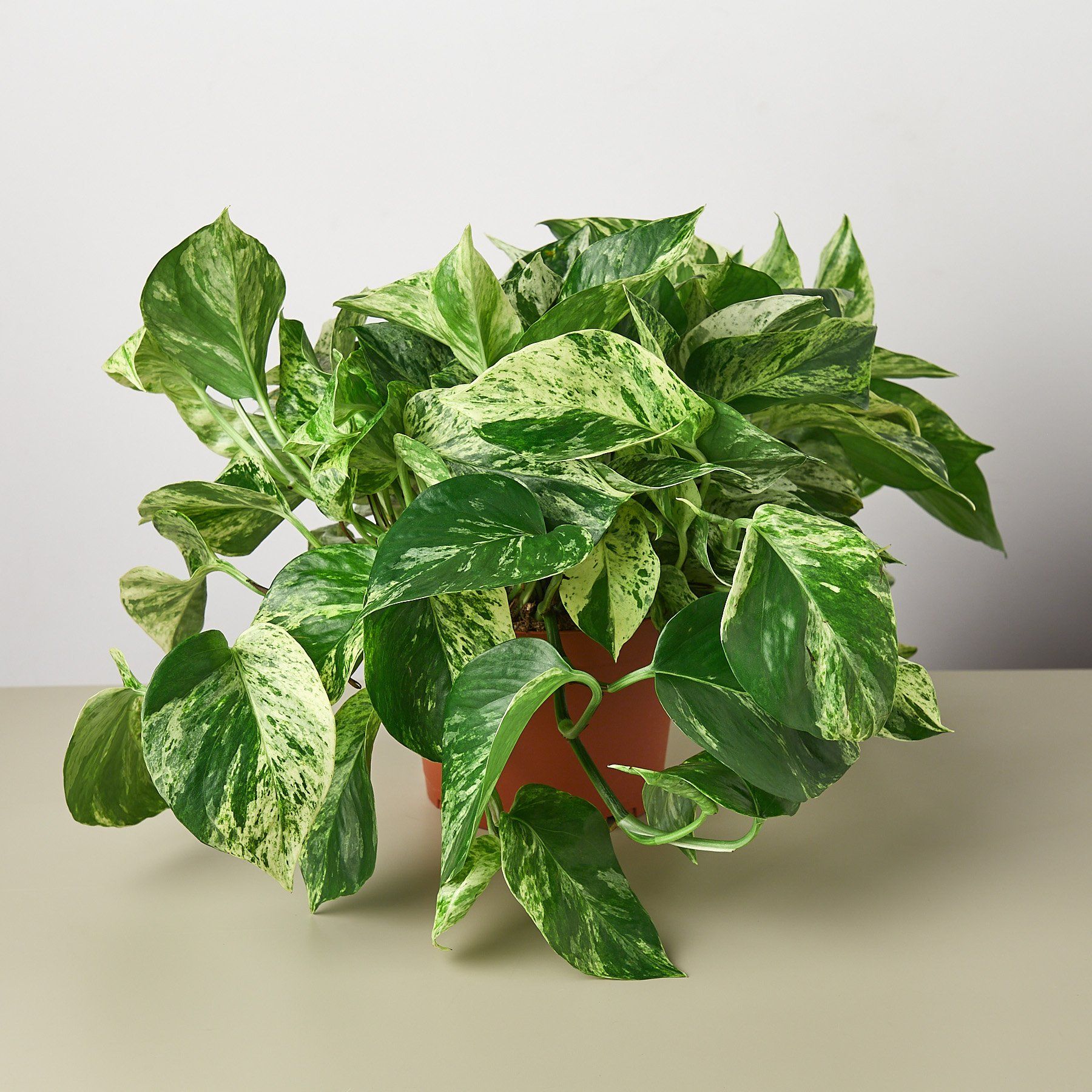 Pothos Snow Queen - 6" Pot | Walmart (US)