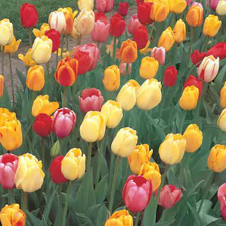 Mixed Tulips (40-Pack) | The Home Depot