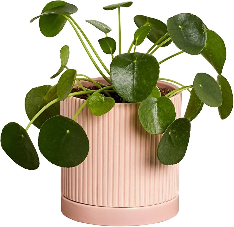 Greendigs Pilea in Blush Ceramic Fluted 5-Inch Pot - Decorative Houseplant, Pre-Potted with Premium  | Amazon (US)