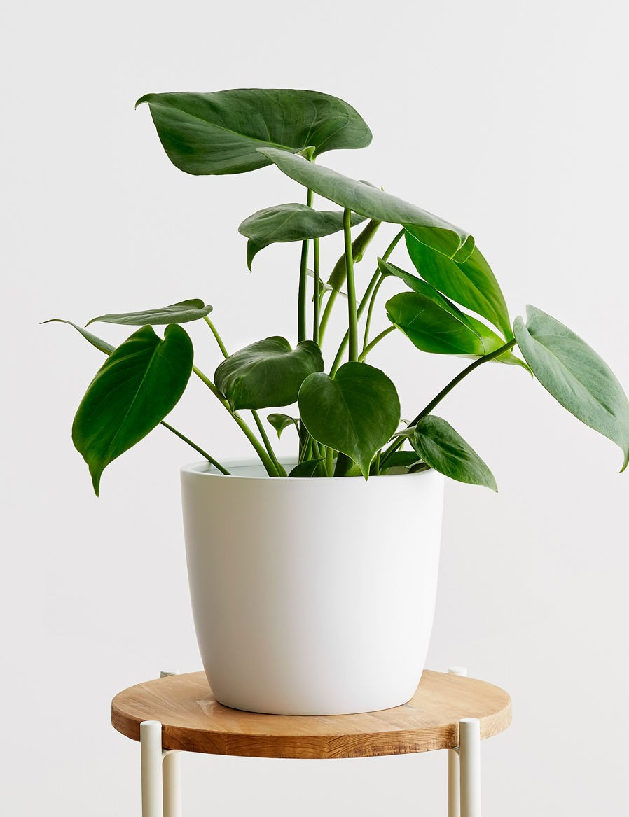 Monstera, White | Lulu and Georgia 
