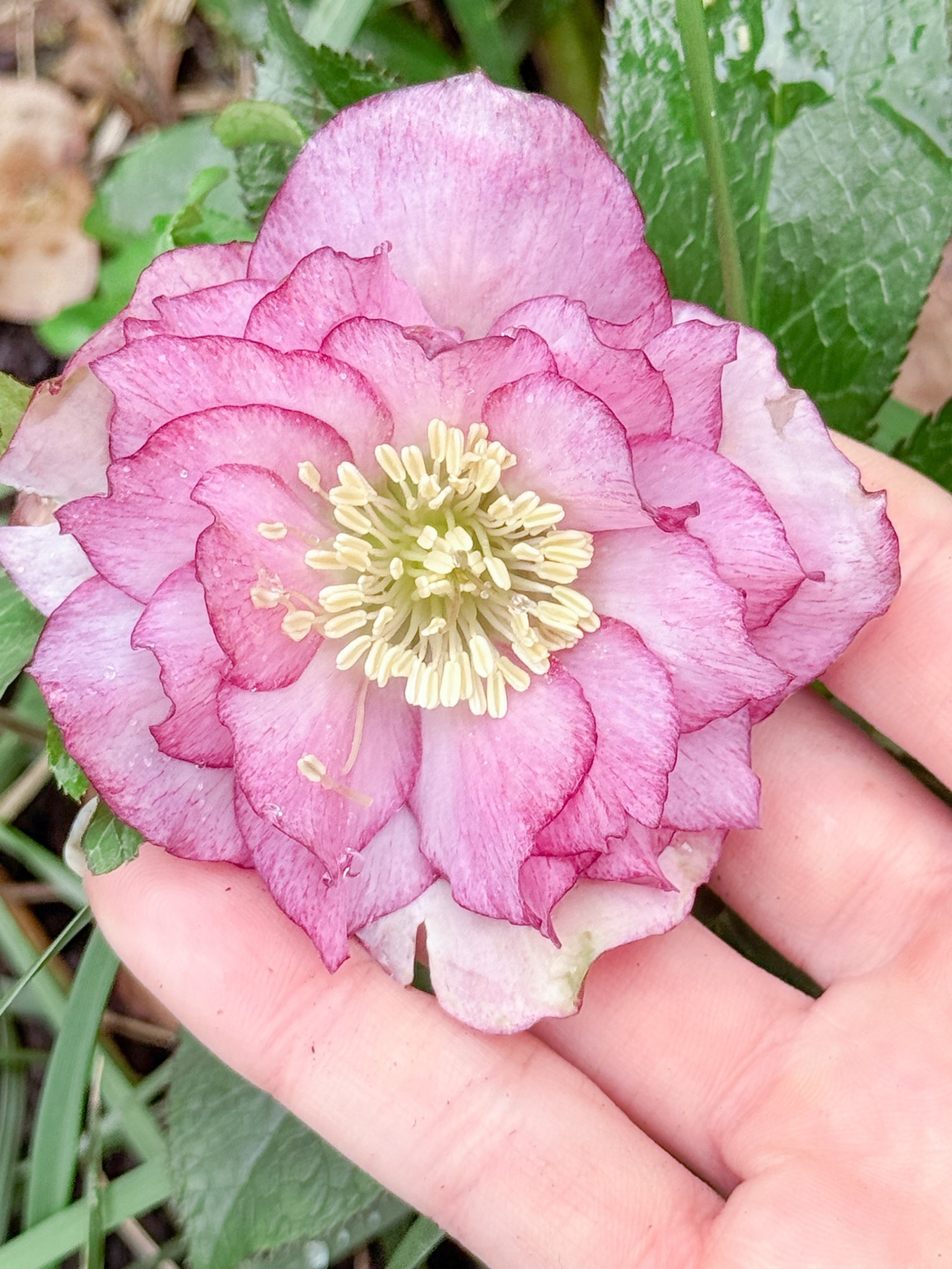 Every year my collection of Lenten roses gets a little bit bigger. This year, it’s really wowing me  

#LTKspringtrends #LTKSeasonal #LTKspring