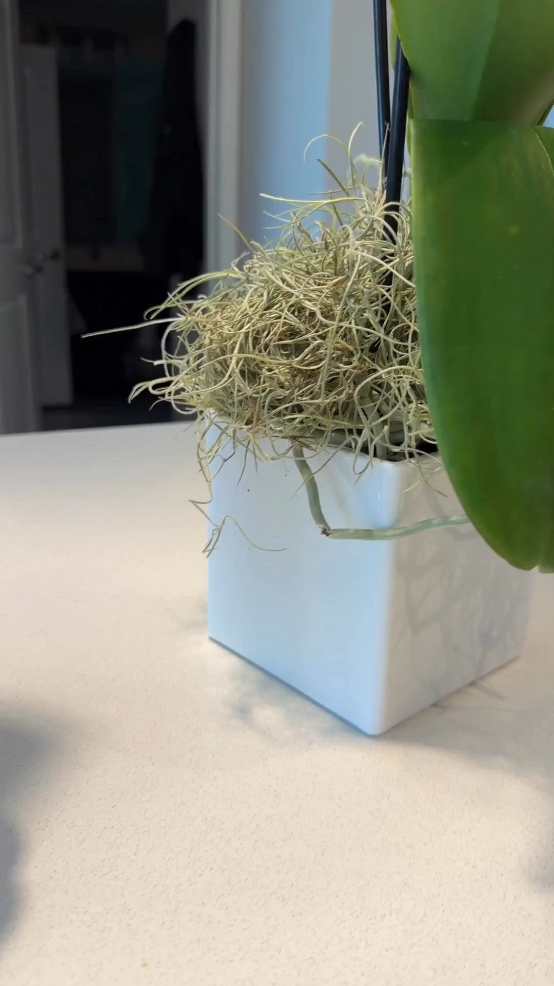 LTK home refresh for the new year! My new orchid pot 5x5 for my jumbo orchid as my centerpiece on my kitchen island. Shop finds under $50 for LTK home LTK finds under 50 for the garden and home 
Also tagged some more splurge items over 50 for your seasonal home refresh outdoor and indoor and table settings. LTK party decor 
Shop my LTK day in my life. It’s the small things like this that can really cheer me up sometimes ! 

#LTKSeasonal #LTKHome #LTKdayinmylife