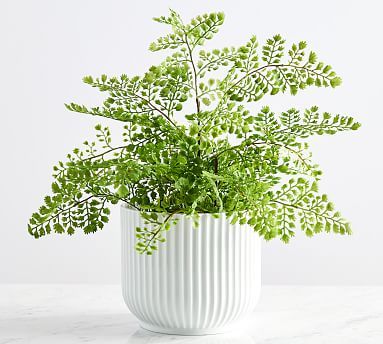 Faux Potted Maidenhair Fern | Pottery Barn (US)