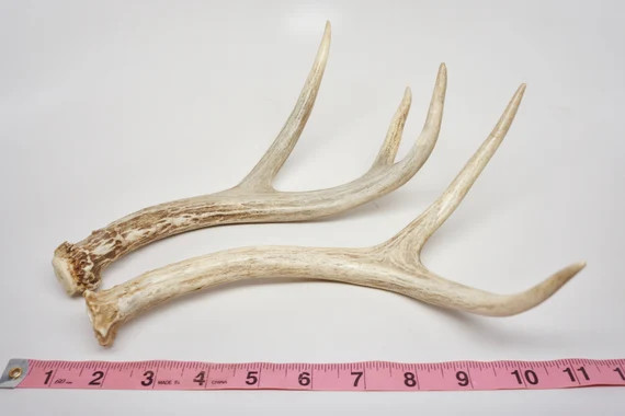One (1) Whole Small Forked 2 Point Deer Antler: Small 9" - 11" long Deer Antler, Furniture, Triba... | Etsy (US)