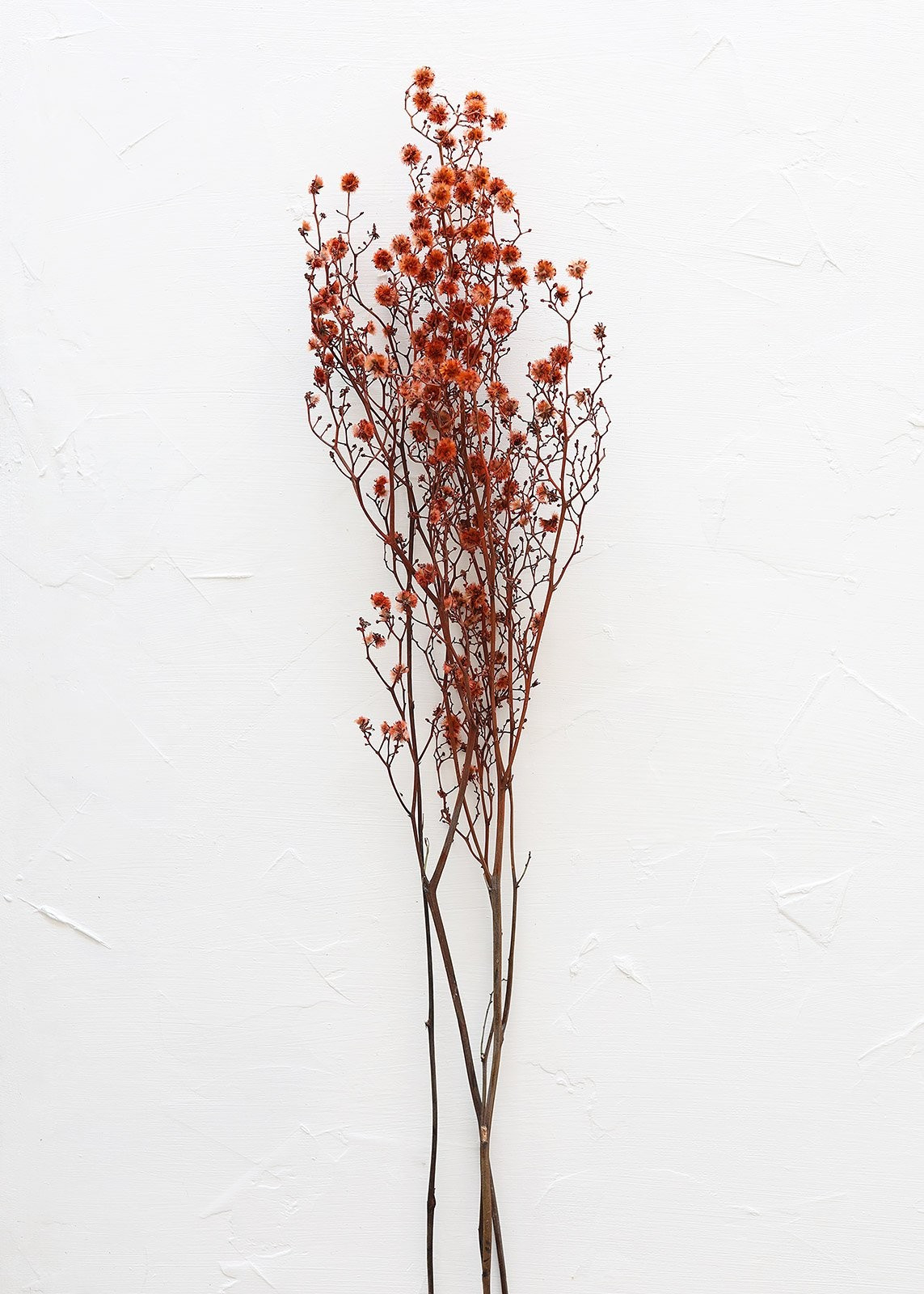 Dried Stirlingia Flowers in Orange - 24-28" Tall | Afloral (US)