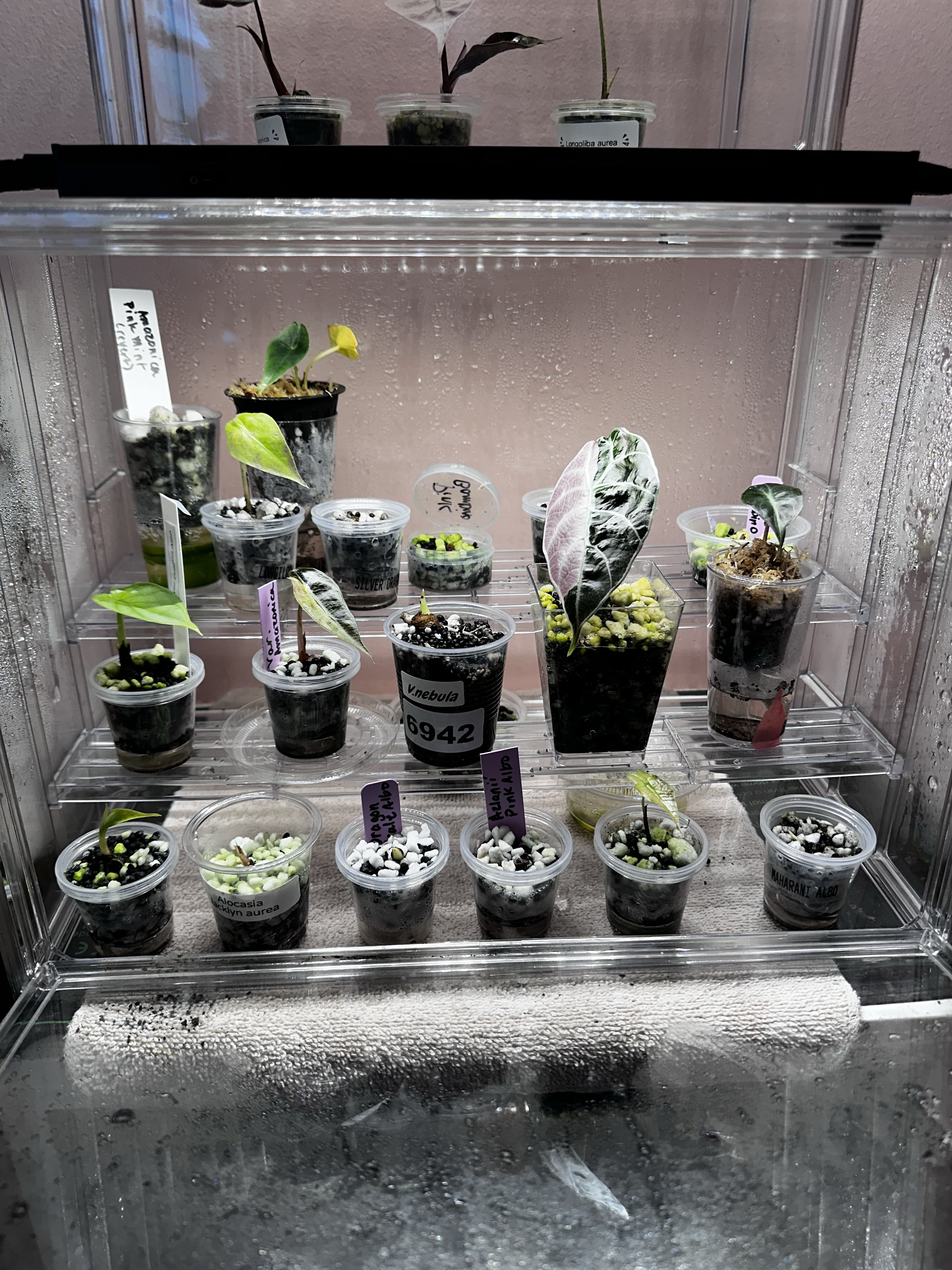 How to grow alocasia corms. Acrylic corm cabinet, humidity cabinet, plant finds 

#LTKFindsUnder50 #LTKHome