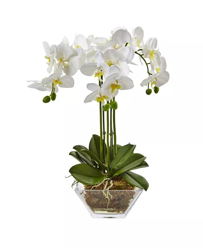 Triple Phalaenopsis Orchid in Glass Vase | Macys (US)