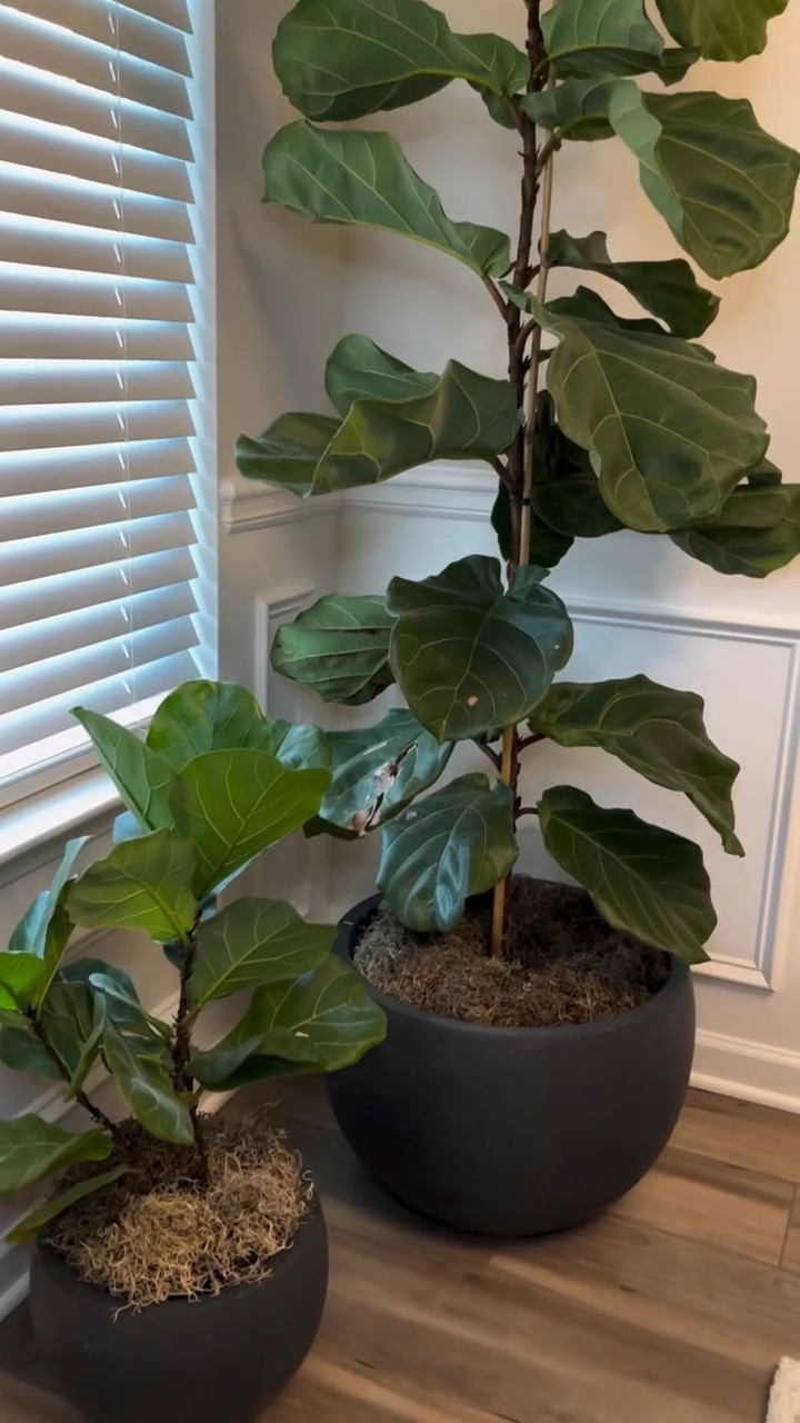 Comment “Planter” and we’ll send you the link to these amazing planters that we use throughout our entire home! 🪴 They come in many different shapes, sizes, and colors to match any style! ⭐️ 

.
.
.
#AchievableHome #DIY #BetterHalfBuilds #Project #BuilderGrade #DoItYourself #NewBuild #Ad #Kante #amazondeals #Upgrade #Planter #HomeGardening

#LTKSeasonal #LTKMostLoved #LTKHome