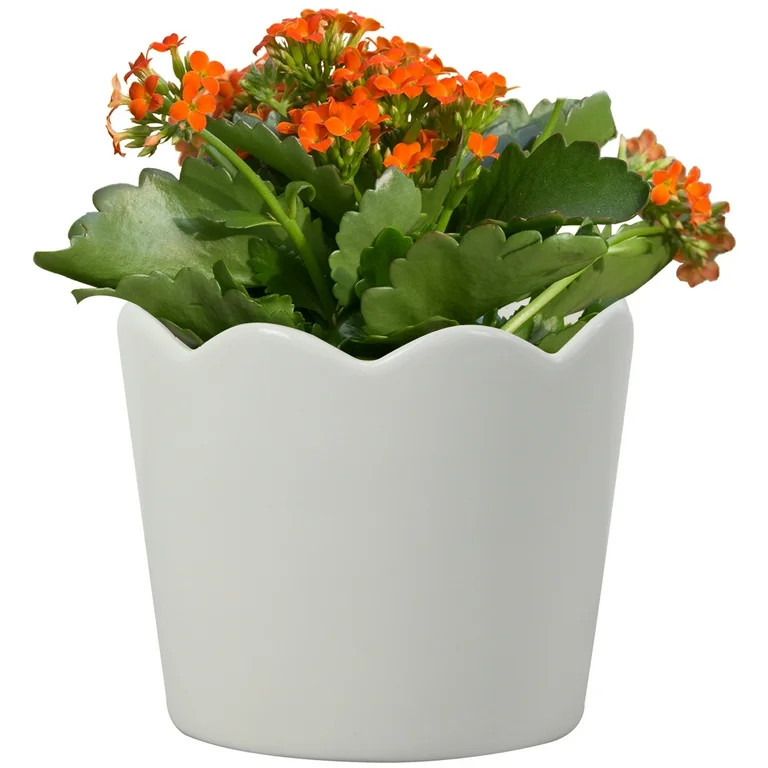 Mainstays 4in Scallop White Ceramic Round Planter - Walmart.com | Walmart (US)