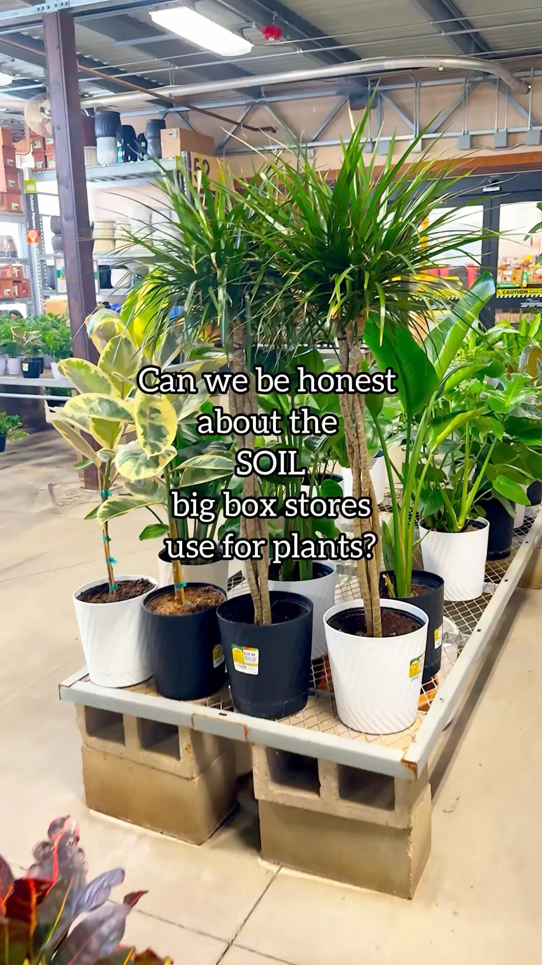 A lot of plants struggle after coming home, and this is usually why.
The growing medium they’re sold in is designed for transport and store displays, not for long-term growth.

That dense mix stays wet far too long, which can slowly weaken the roots and create issues over time.

I’m resetting this one the right way.
Clearing away the old material, giving it more space in a nursery pot, and planting it in a chunky, airy blend that supports healthy root development.

Comment SOIL for my houseplant soil recipe and links 🔗

#houseplantcare #repottingplants #planttips #indoorplants #soilmatters

houseplant soil recipe | indoor plant soil mix | how to repot houseplants | plant care tips | beginner houseplants

#LTKdayinmylife #LTKActive #LTKOver40
