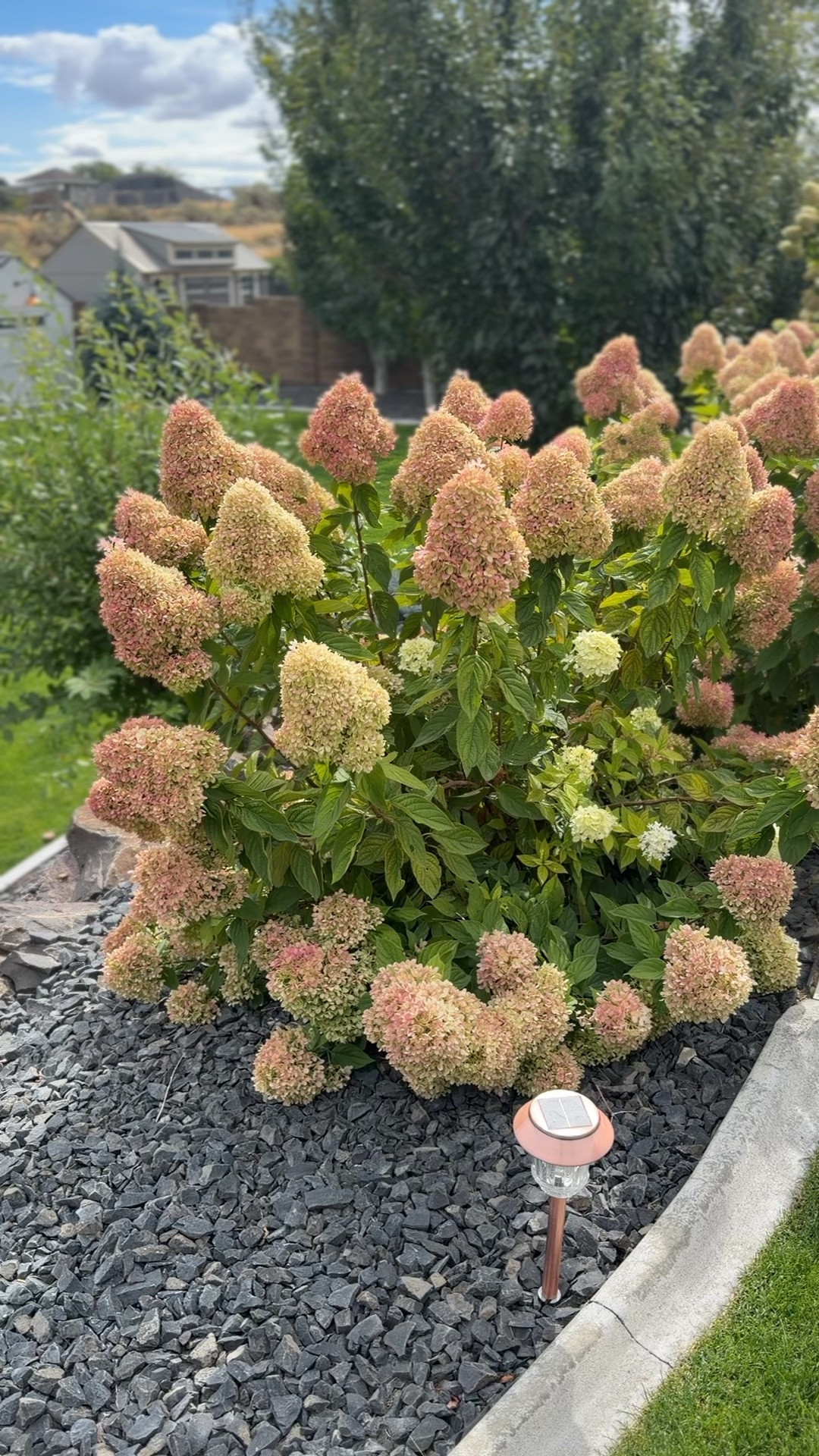 I used this product for the first time this year and my blooms are so much more pink than every other year. Very pretty!

#LTKstorytime