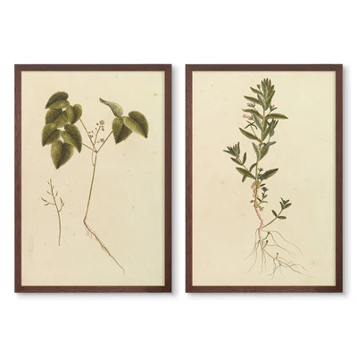 Vintage Botanicals Pair | Urban Garden Prints