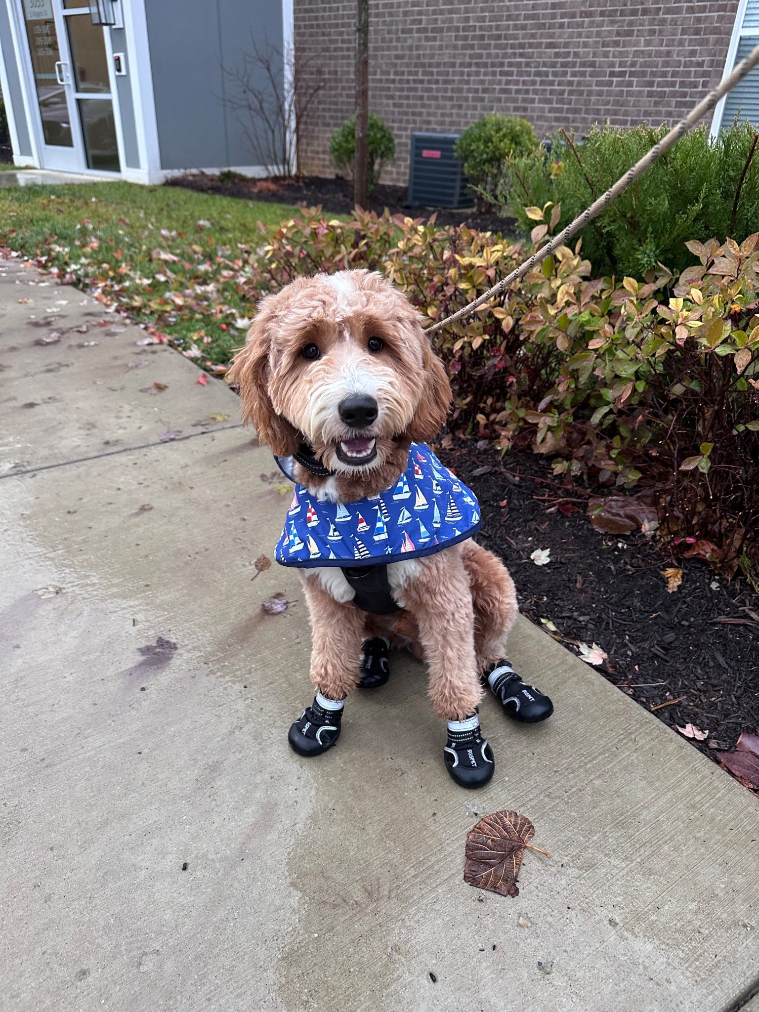 Rainy walk today! 

Walter is 30 lbs wearing a size medium rain coat. Recommend sizing up to a large!

#LTKFindsUnder50 #LTKootd #LTKActive