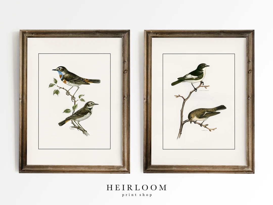 Bird Prints Vintage | MAILED ART PRINTS | Antique Botanical Prints | Perched Set | Etsy (US)