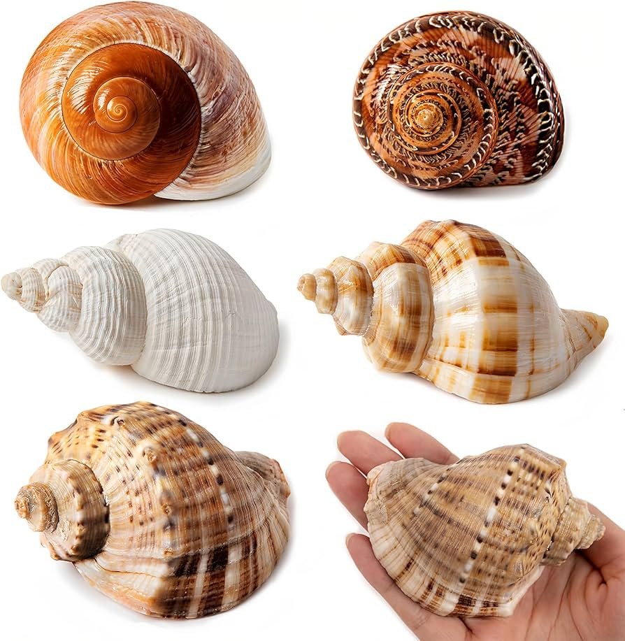 5PCS Large Hermit Crab Shells | Natural Sea Conch Size 2.8" - 3.9", Opening Size 1.5" - 2.5" | Tu... | Amazon (US)