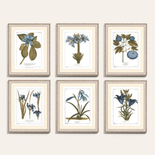 Buchoz Botanical Blue Art | Ballard Designs, Inc.