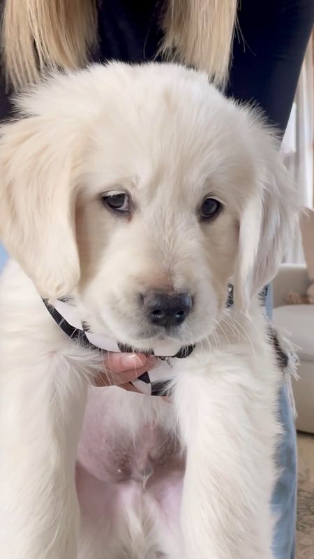 Sharing all the puppy essentials we picked up for our newest addition - say hello to Cash! He’s a golden retriever and we are so in love. 🐾

Music: Upbeat Fun Ukulele
Musician: REDproductions
Site: https://pixabay.com/music/-positive-hopeful-upbeat-fun-ukulele-hope-pleasure-music-16525/

#LTKVideo #LTKhome