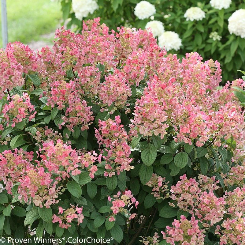 Little Quick Fire® Hydrangea | Plant Addicts