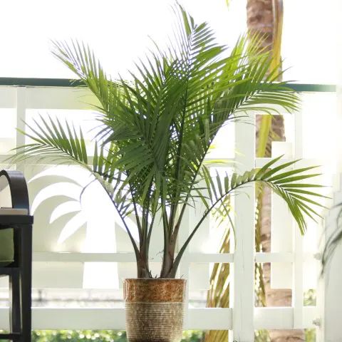 Majesty Palm in 1.94-Gallon (s) Pot | Lowe's