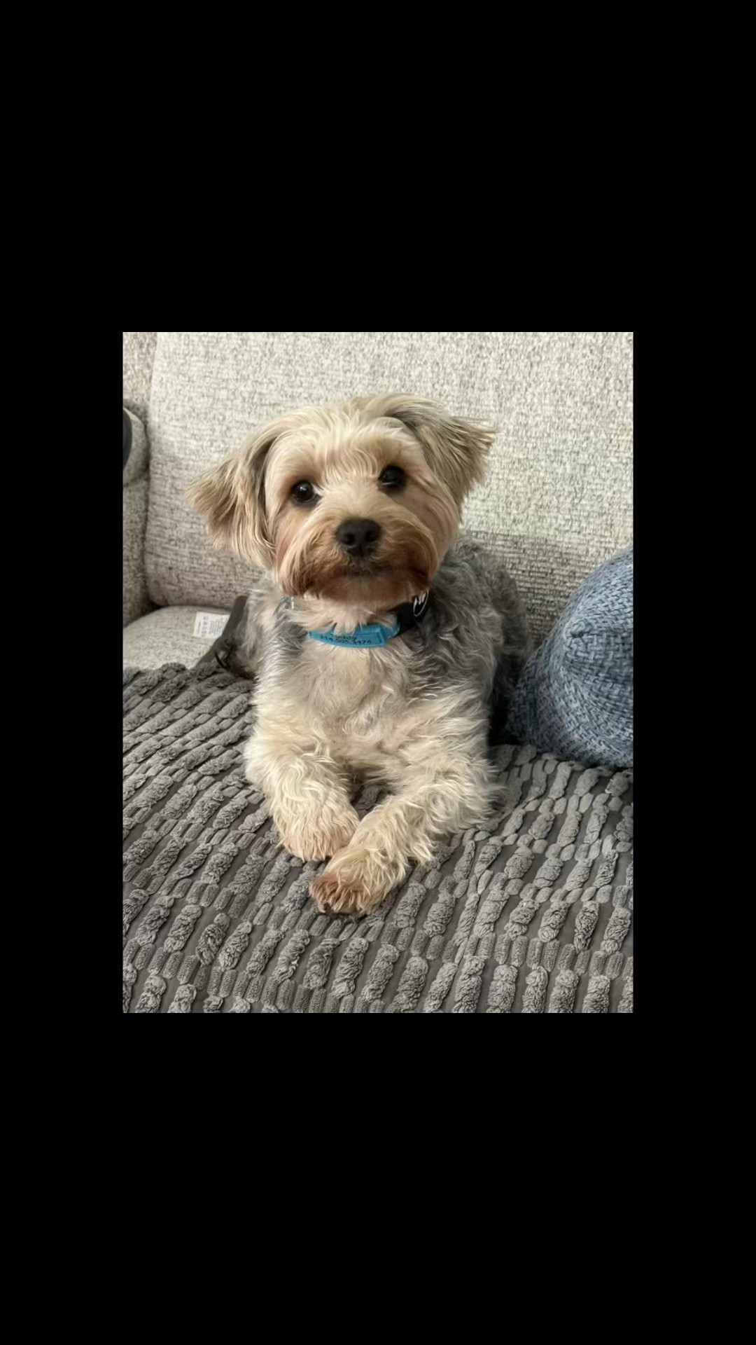 So yeah… mats go up every time we leave because this little stinker can’t be trusted 😂🐾

#LittleStinker #MischiefManaged #TooCuteToTrust #FluffAndChaos #TroubleMaker #CaughtInTheAct #CouchBandit #FurryDrama #PetParentProblems

Click on my username ⬇️ @klevans_dovewhisper ➡️ Click on either my LTK link or Amazon Associate link for product(s).

#LTKPets