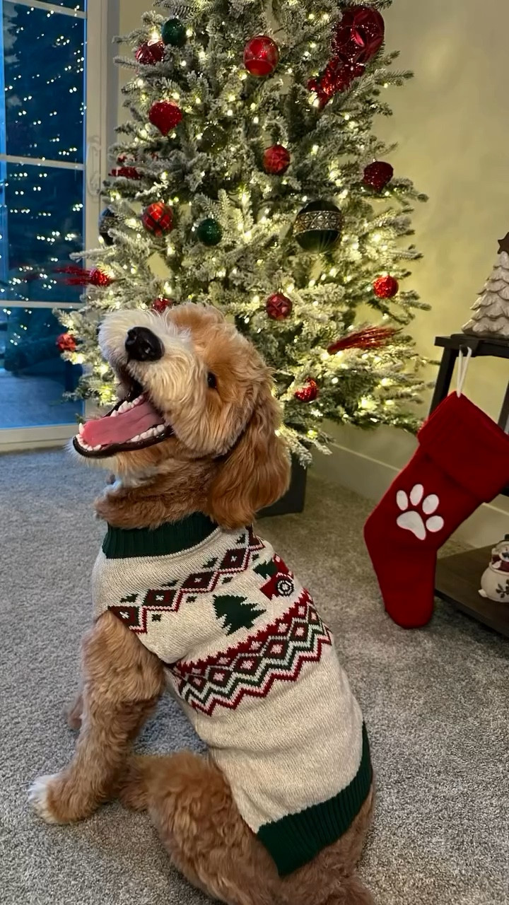 These $10 dog sweaters from Walmart are a must 🐾✨ Walter is 30 lbs wearing size medium!

#dogs #dogmomlife #affordablefinds #walmartfinds #winterstyle @walmart