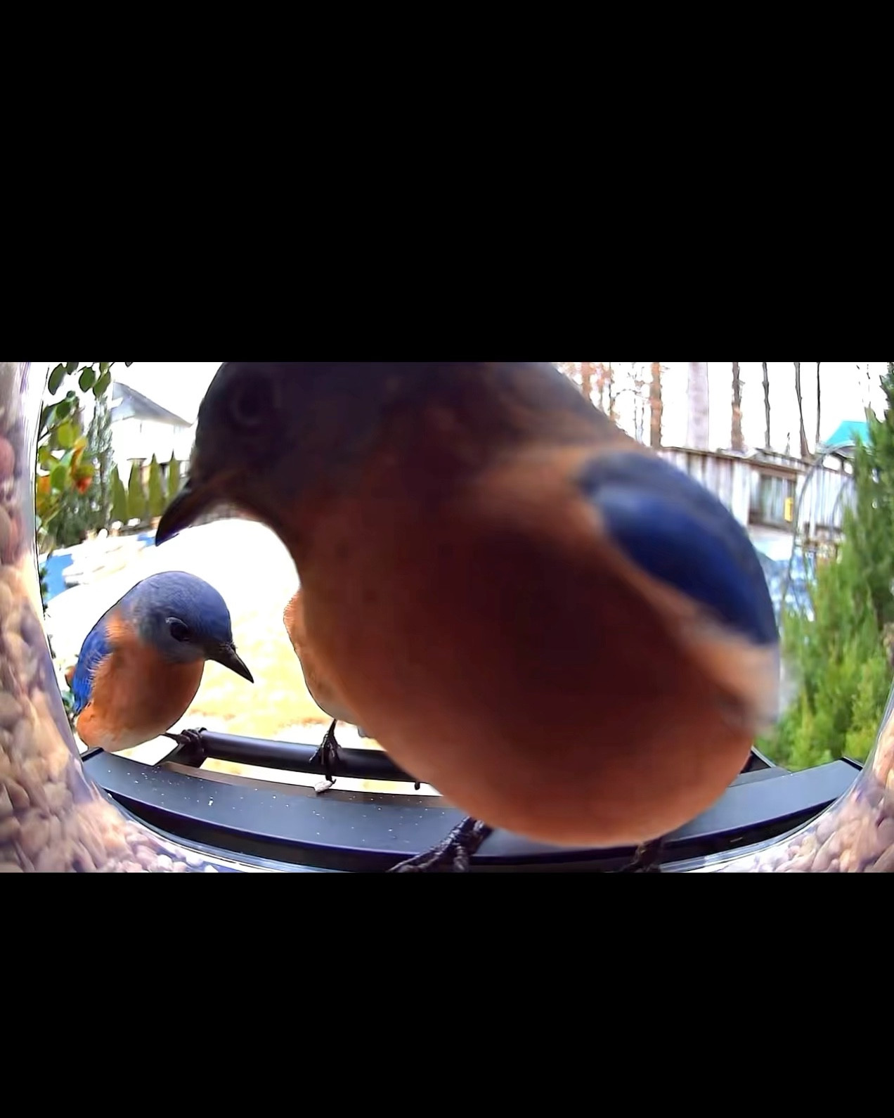 Having way too much fun with this WiFi bird feeder. Works so well. This is the only one I’ve seen that is squirrel proof

#LTKHome