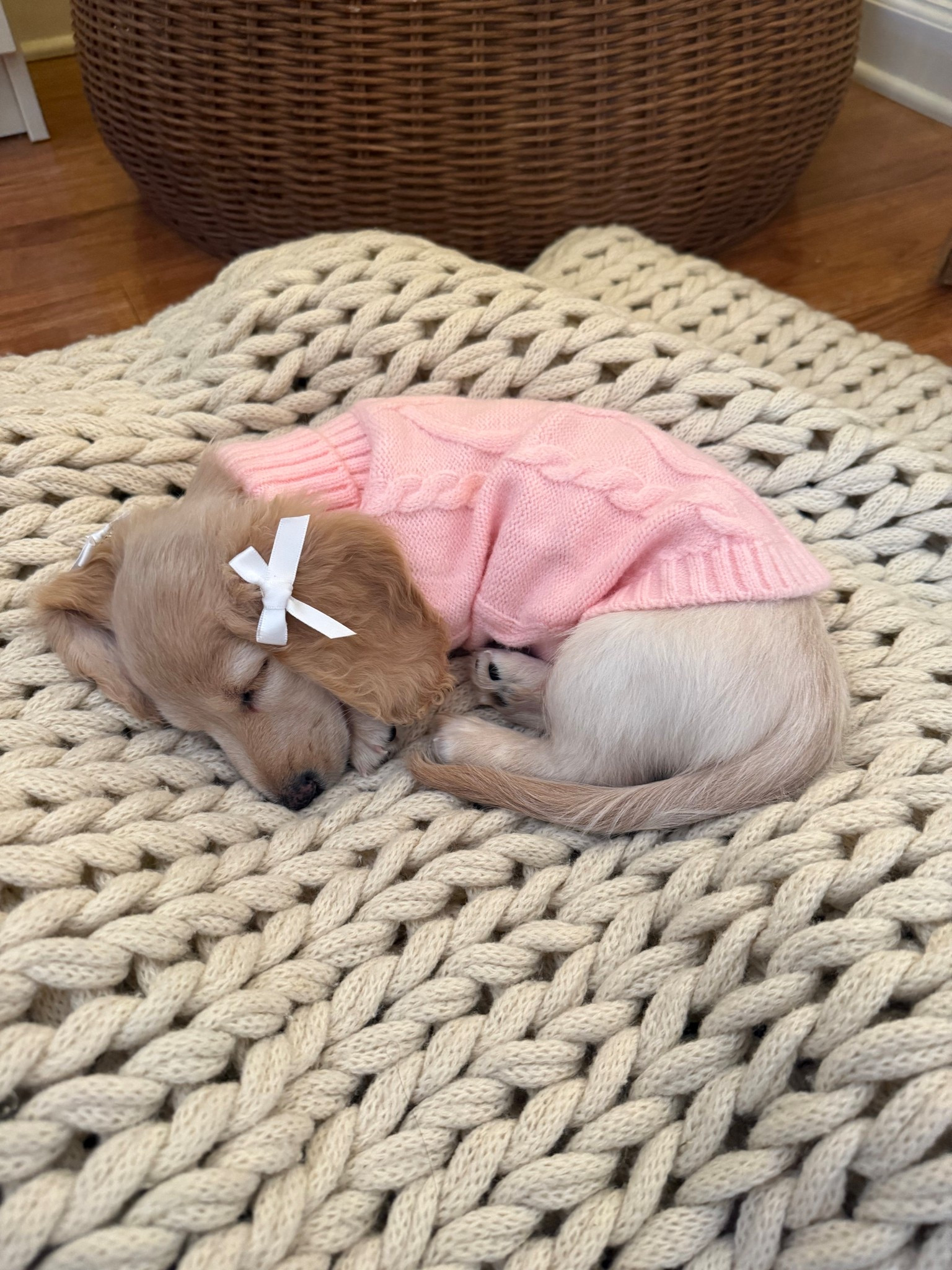 Puppy sweater and bows. 🎀

#LTKFindsUnder50 #LTKootd #LTKFindsUnder100