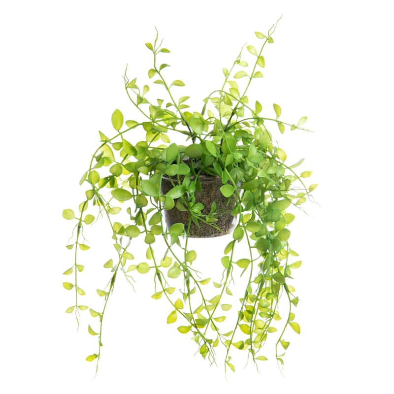 Potted Button Leaf Plant, 9"








	
		
		
			
				4.6
			
			
				(
				65
				) | At Home