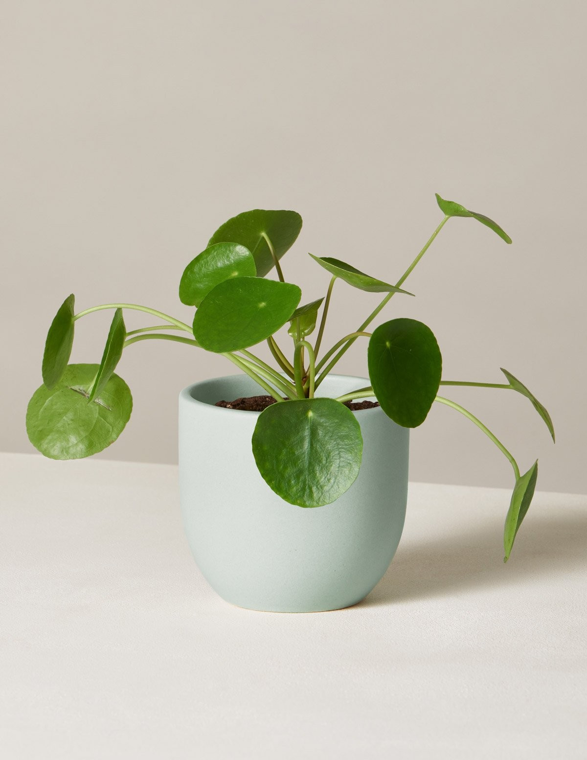 Pilea Peperomioides | The Sill