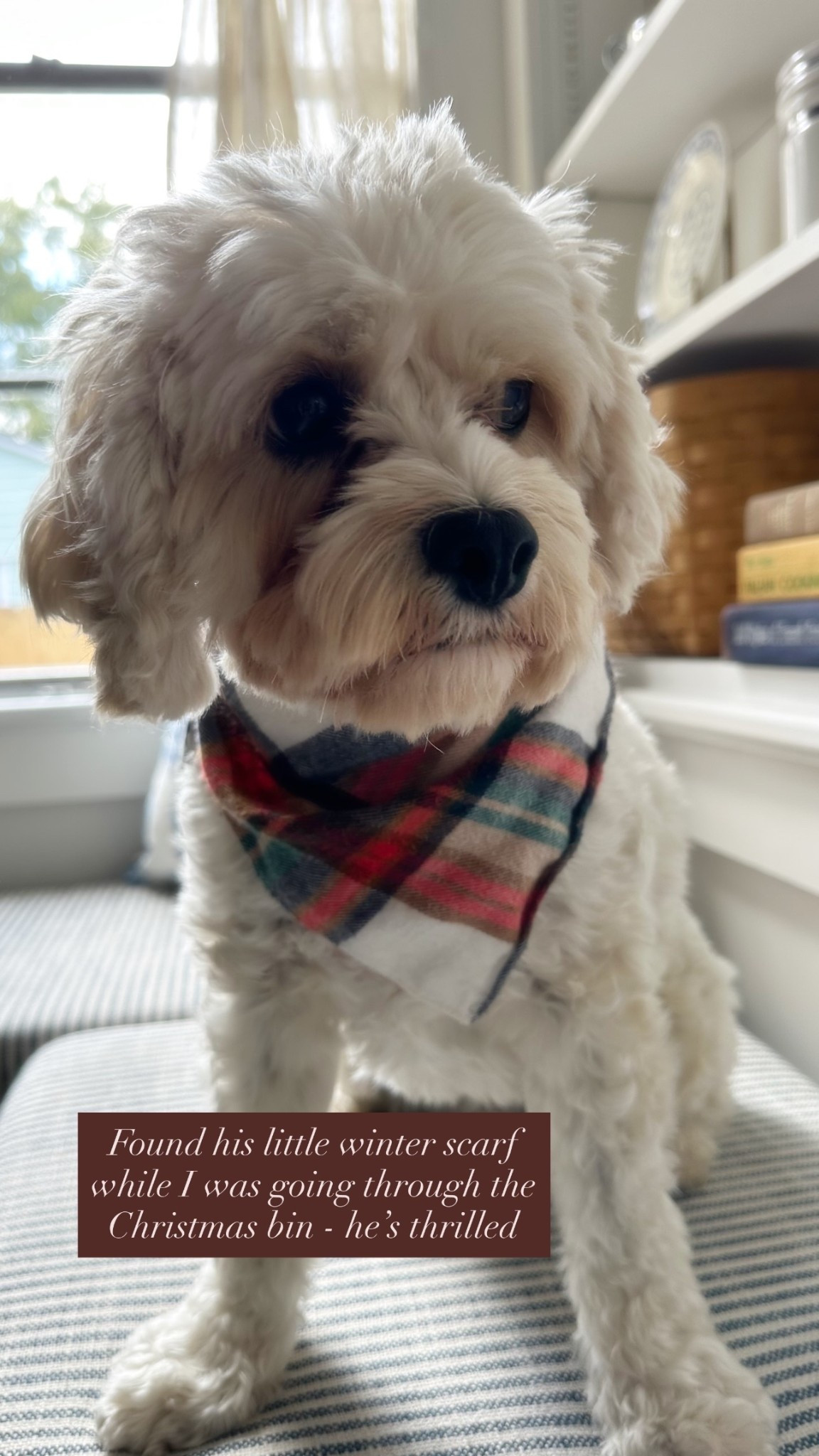 Found his little winter scarf while I was going through the Christmas bin - he’s thrilled