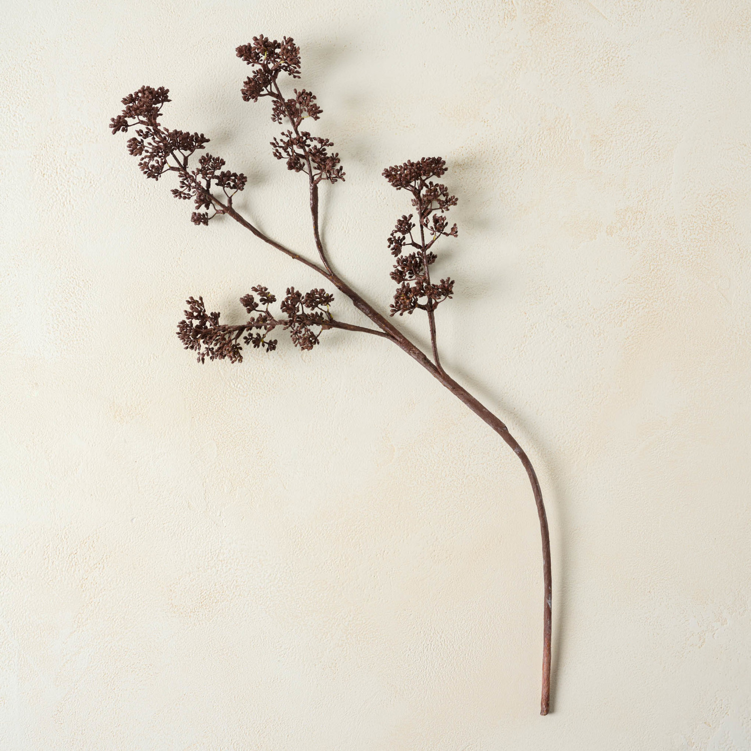 Brown Seed Berry Stem | Magnolia