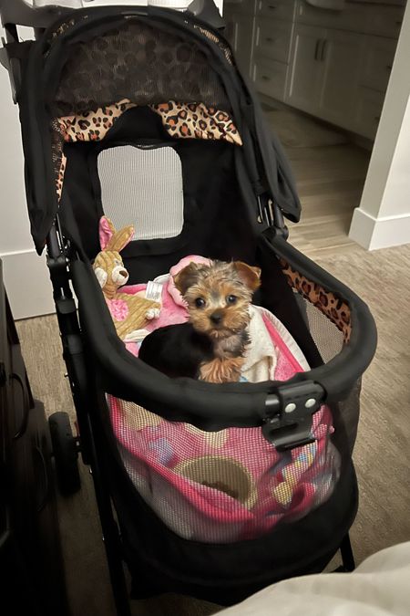 All the puppy things! Approved by Taylor our sweet Yorkie!