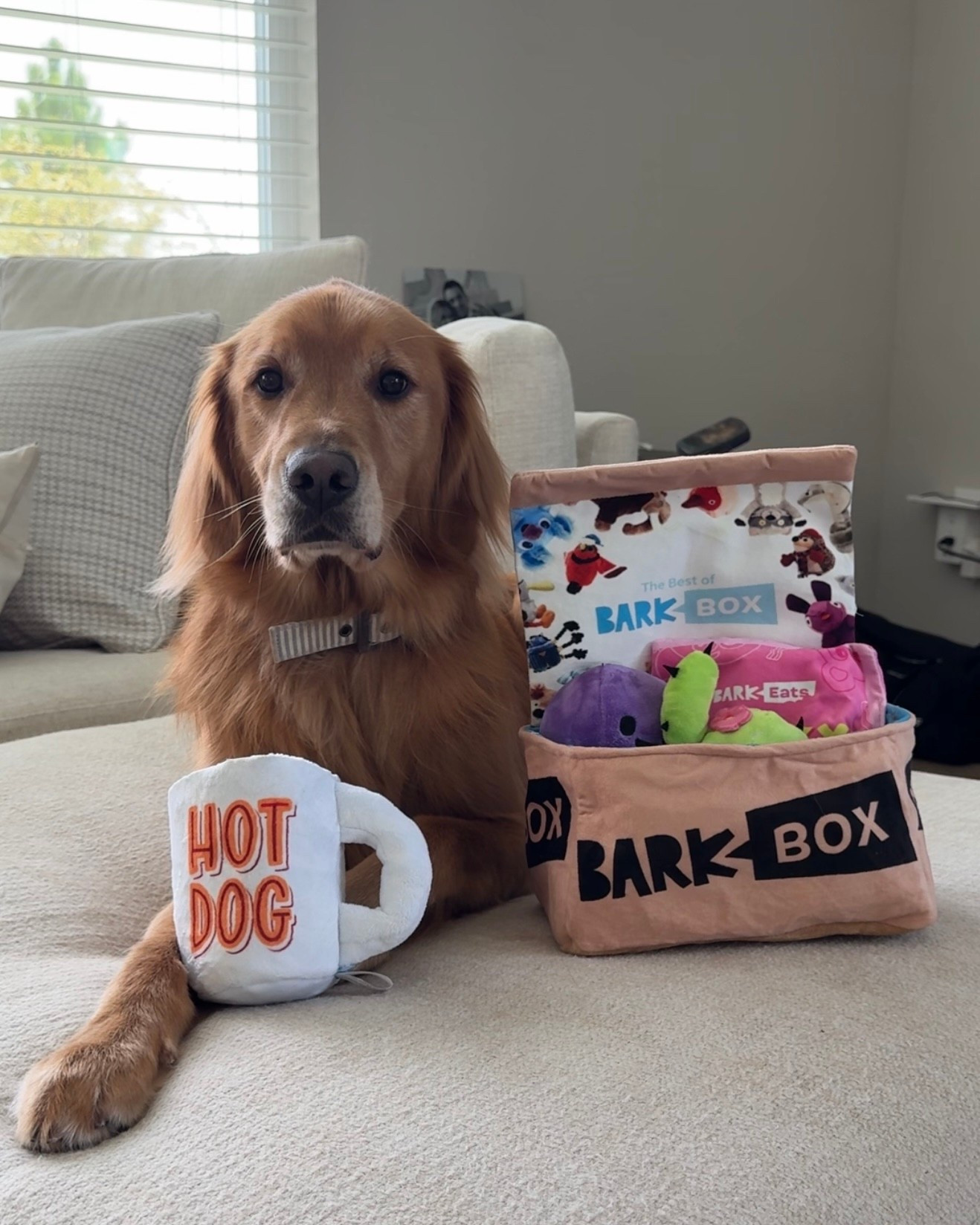 Shop all of Bentley and I's favorite toys from Bark Box! Make sure to head over to BARK.com to take part in their "Co-owned by dogs" launch!!
#ad #barkpartner #barkcoowned #shopdog