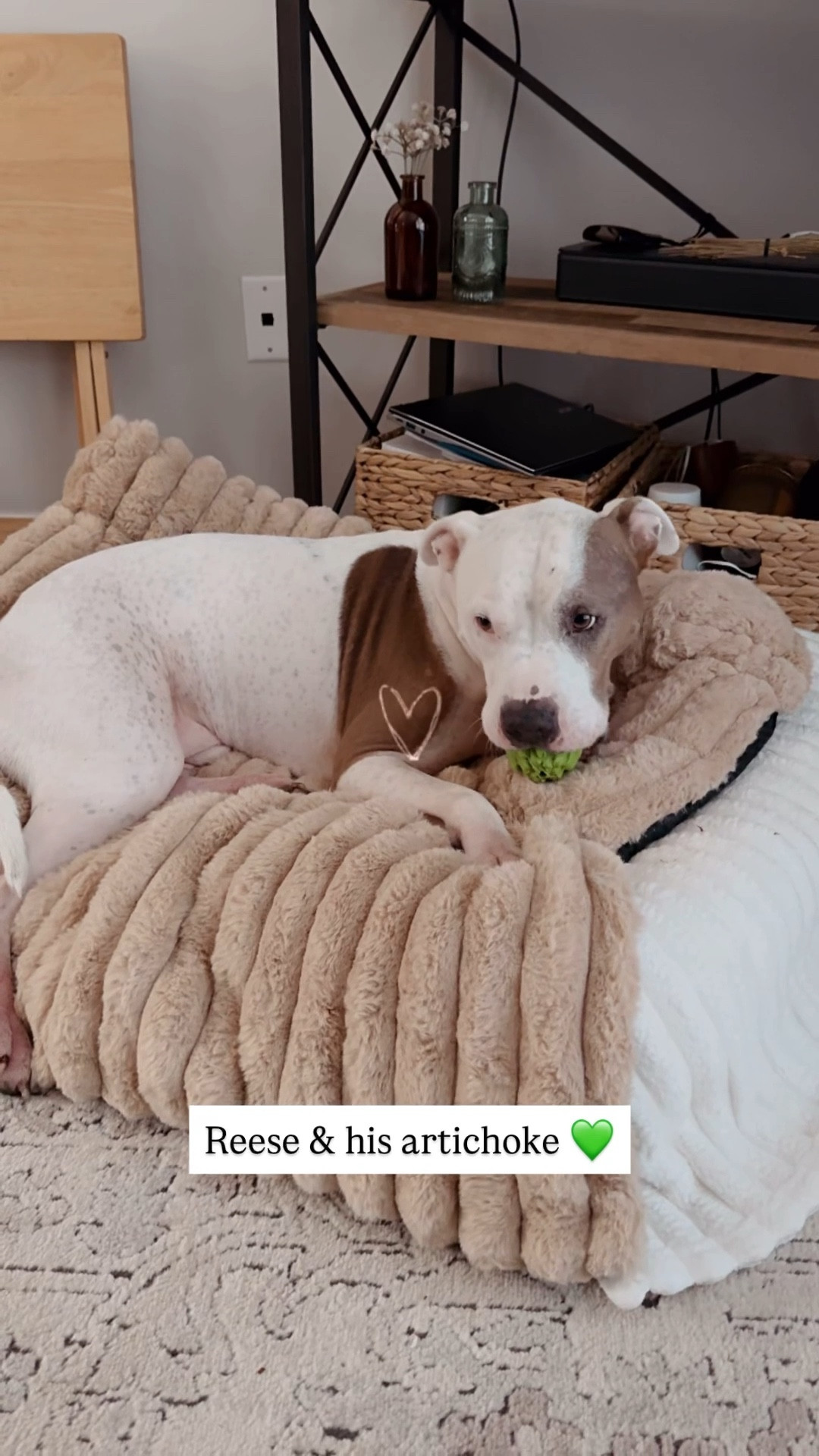 Reese in his EXTRA dog bed … 3 items tossed together! 
-top layer: plush thin cozy dog bed
-middle layer: plush blanket 
-bottom layer: the regular dog bed you might be used to! 

All from Amazon! 

#LTKPets