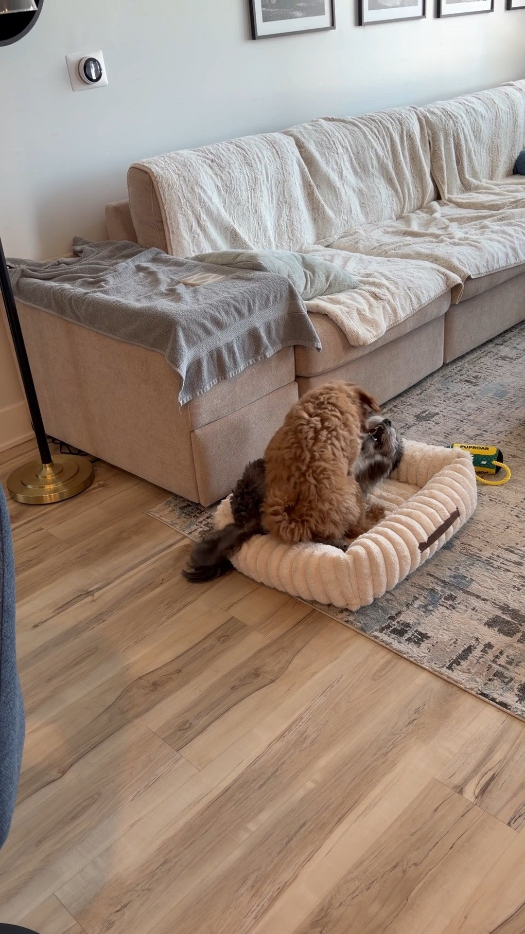 Meanwhile, ya nephew is back home practicing his moves to become a professional wrestler 😂

#PuppyLove #DogMomLife #xoJalonda #PuppySitter #DoodlesOftheWorld

#LTKmomlife #LTKHome