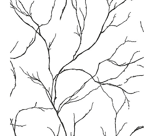 NextWall Delicate Branches Peel and Stick Wallpaper Roll | QVC