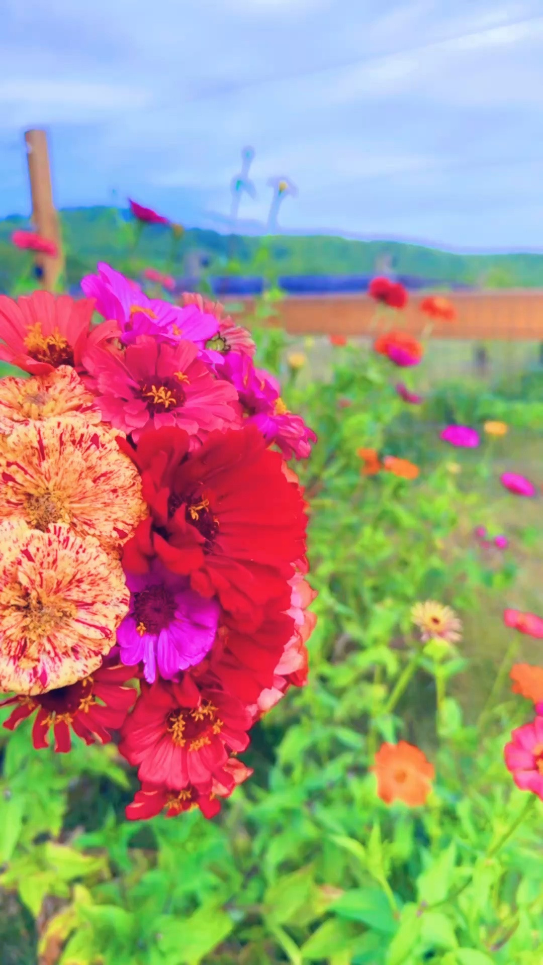 Come along with me to the farm garden to pick some homegrown flowers for the farmhouse!! 🌸💐🌻🫙🪻