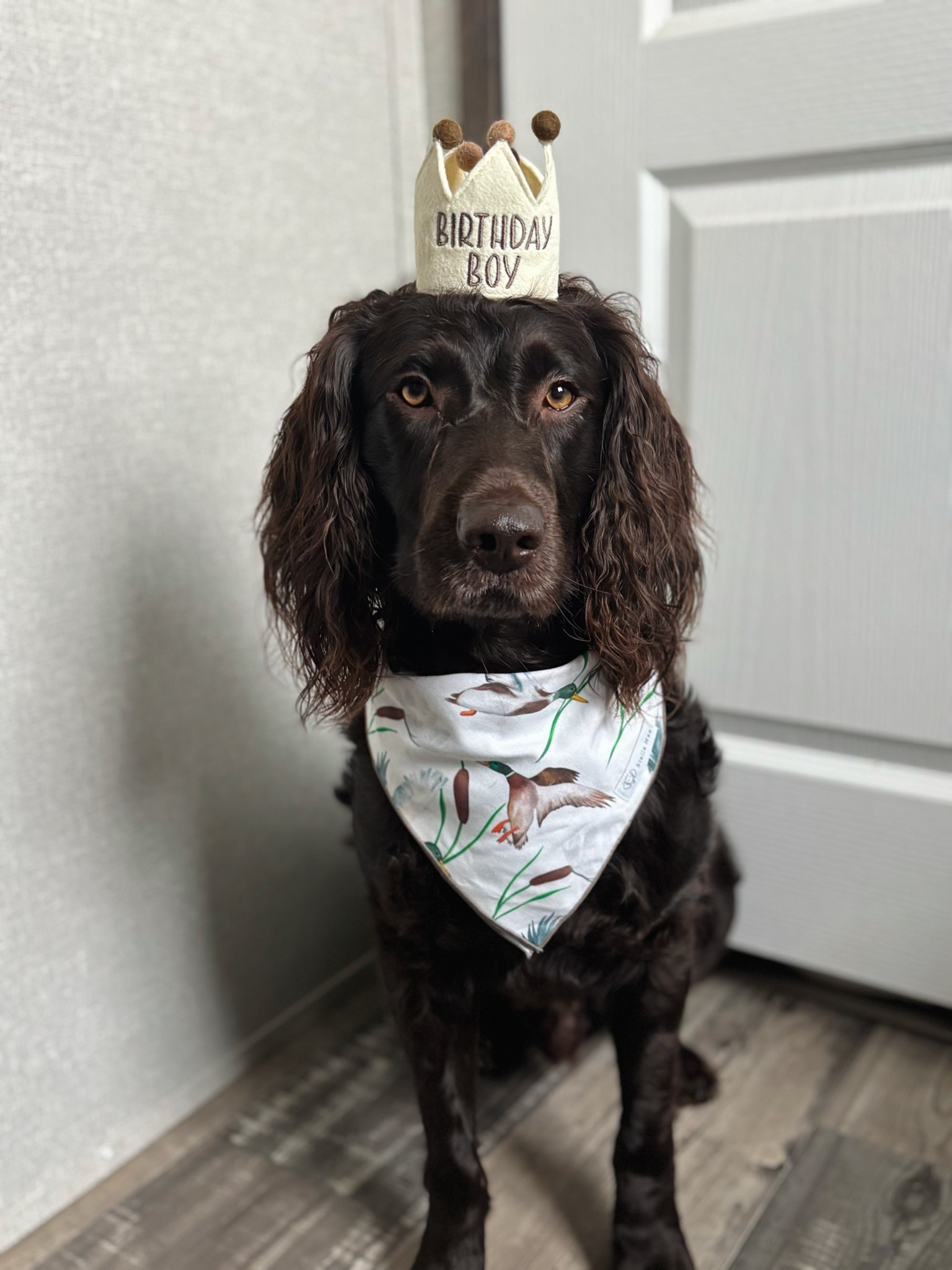 oak’s birthday!!🤎

#LTKFindsUnder50 #LTKPets