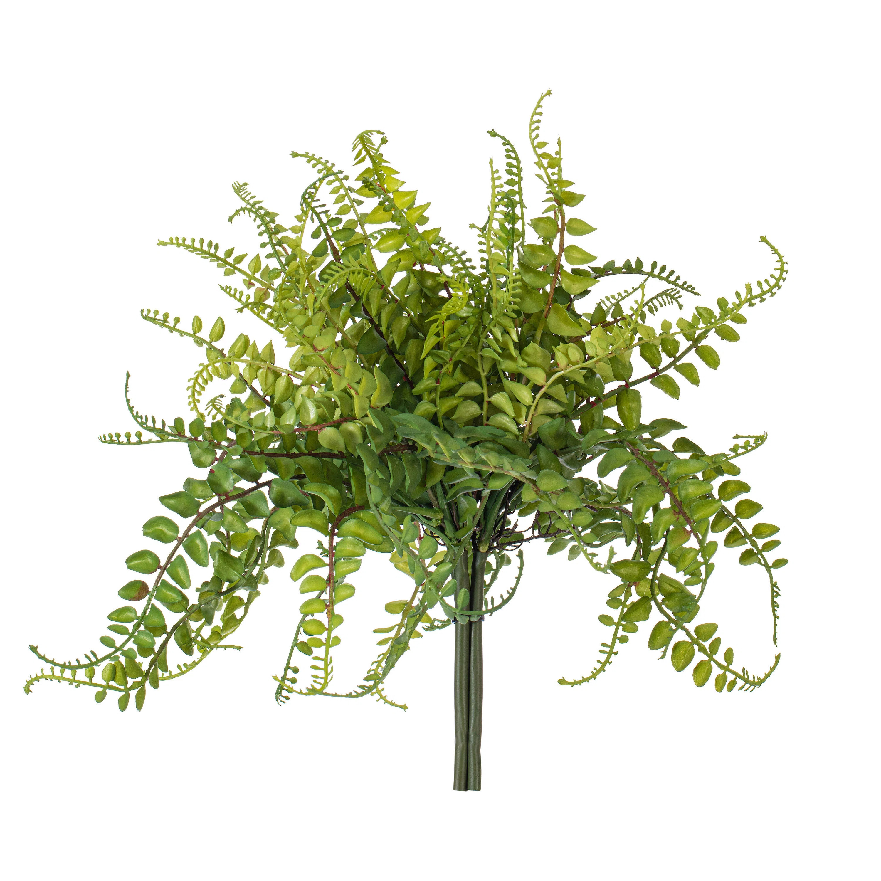 Fern Arrangement | Wayfair North America
