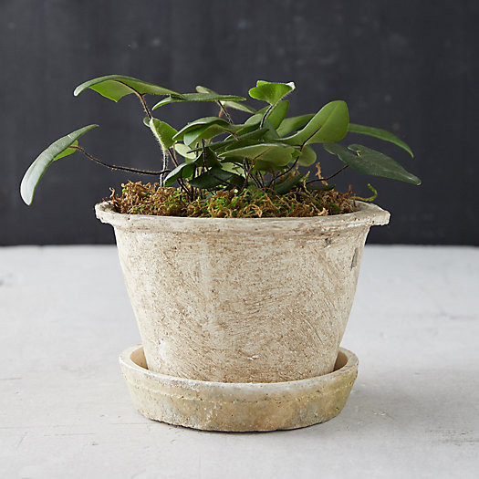 Earth Fired Clay Thin Rim Pot + Saucer Set | Terrain